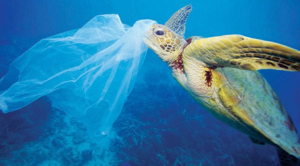 The Environmental Impact of Reusable Grocery Bags